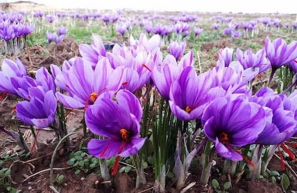 تصویر 5 از خرید و فروش رنگ زعفران مایع با شرایط فوق العاده